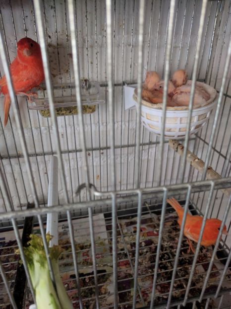  - 00 Canari de culoare