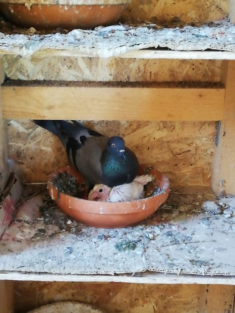  - Gutana Vânătă dela Nenea Valerio