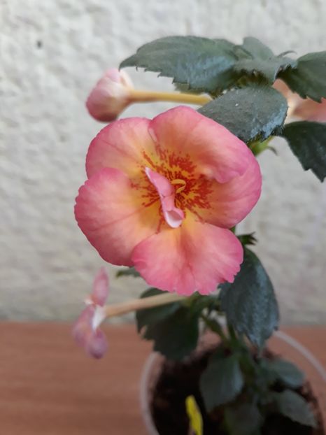  - 0001 2022 - Golden Buck