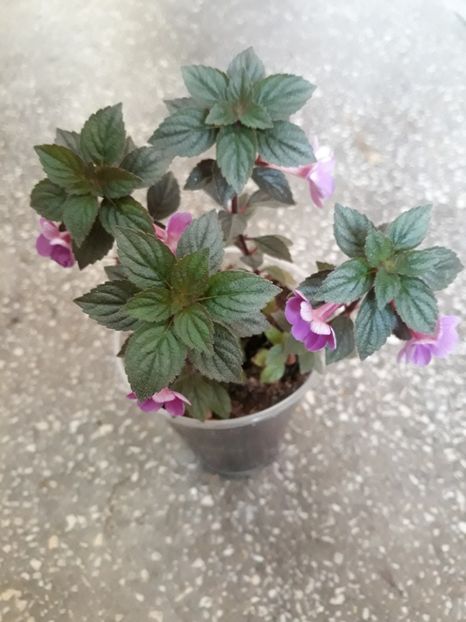  - R20 - Petite Nicole