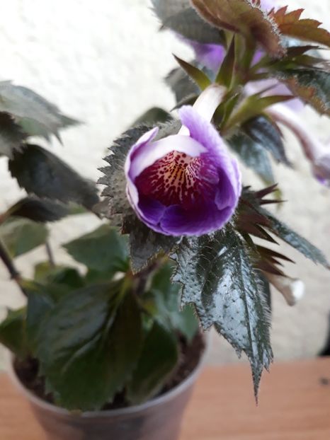 2019 - 0001 2022 - Charles Martel