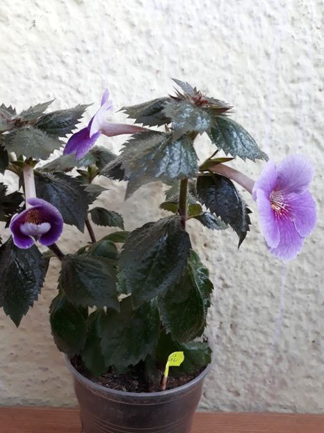  - 0001 2022 - Charles Martel