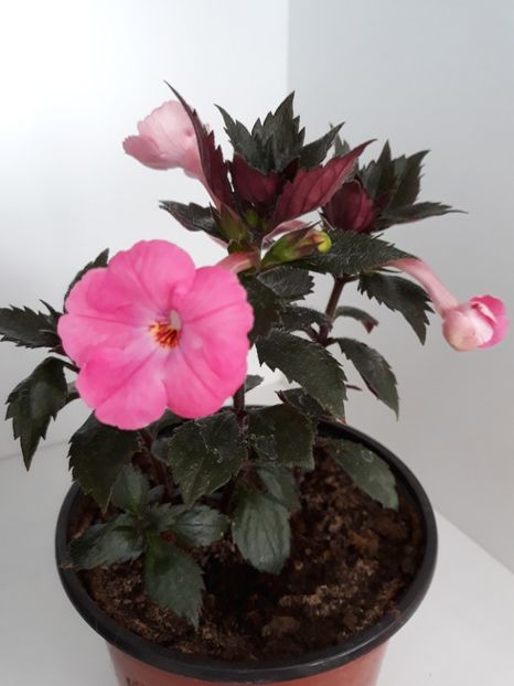  - R20 - Madam Bovary