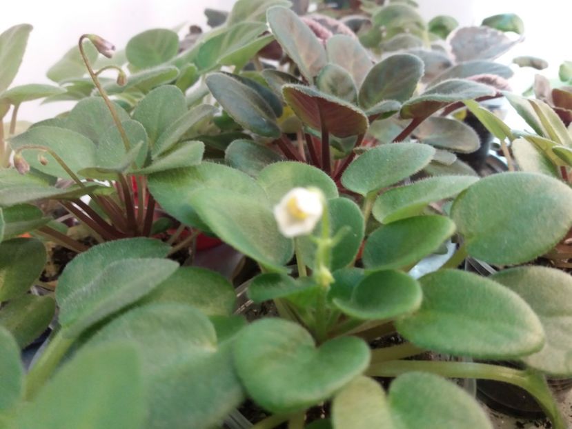  - ZZSenks Alchemy Antique Bells