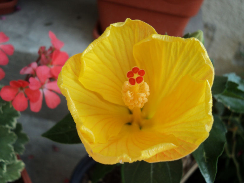 poze 2015 272 - Starlet