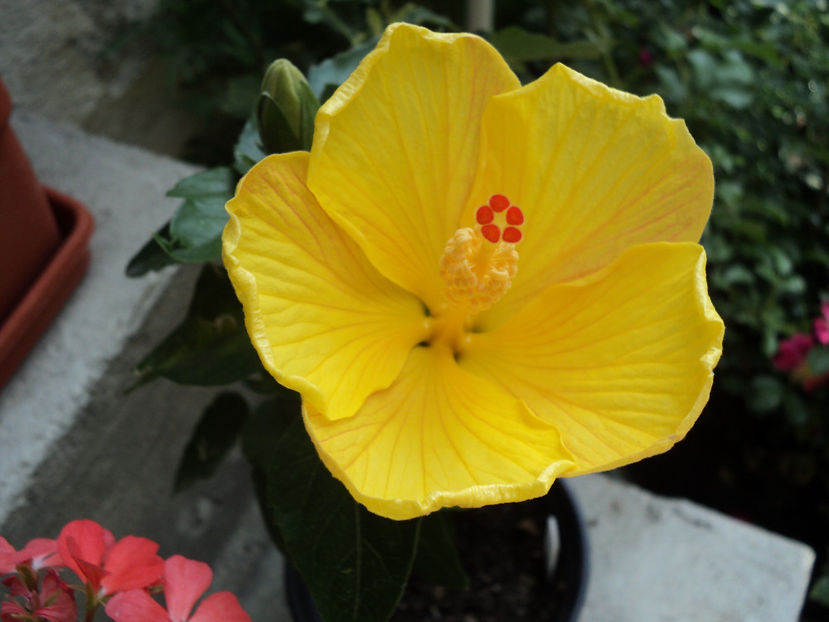 poze 2015 274 - Starlet