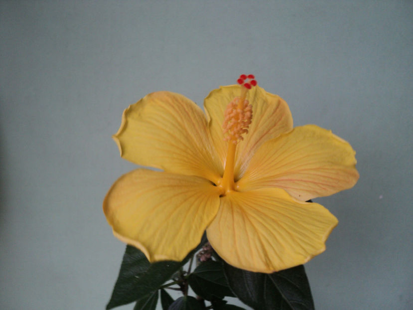 poze 2015 276 - Starlet