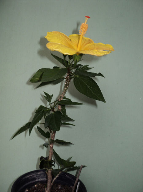 poze 2015 277 - Starlet