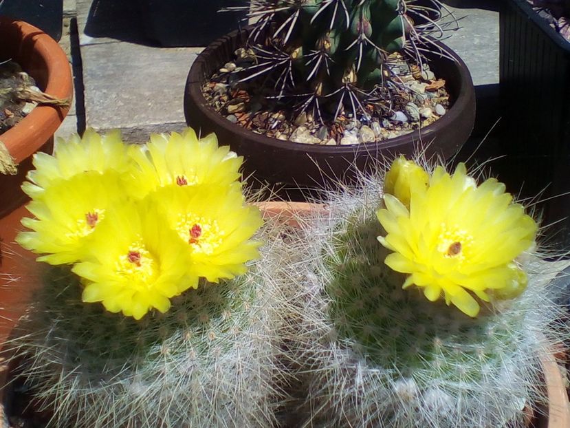  - cactusi 2019