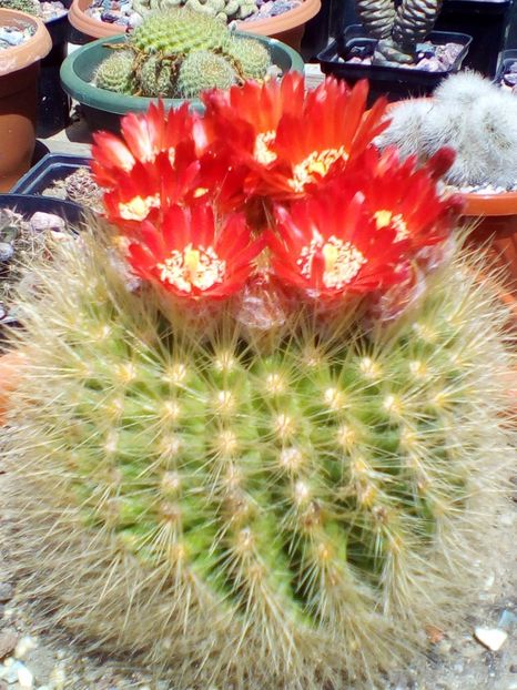  - cactusi 2019