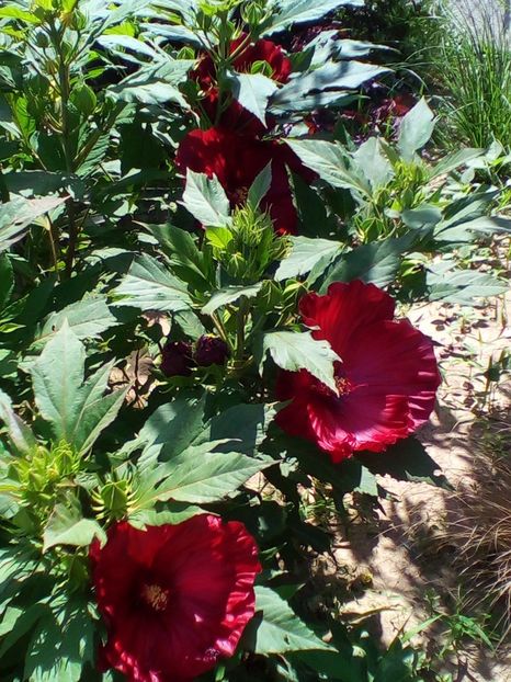  - curtea cu toate cele 2019