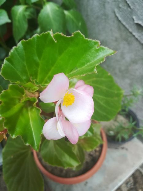  - flori din curte si casa