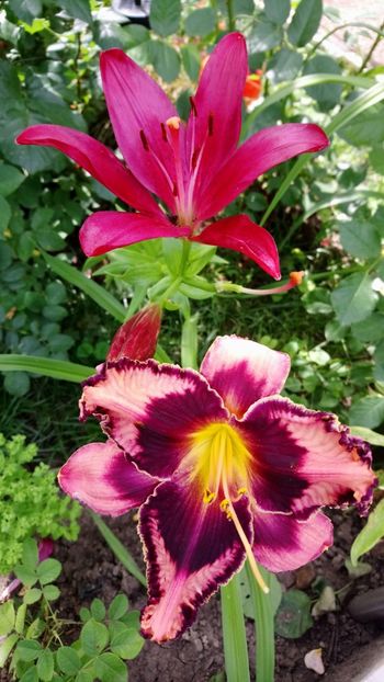  - Hemerocallis