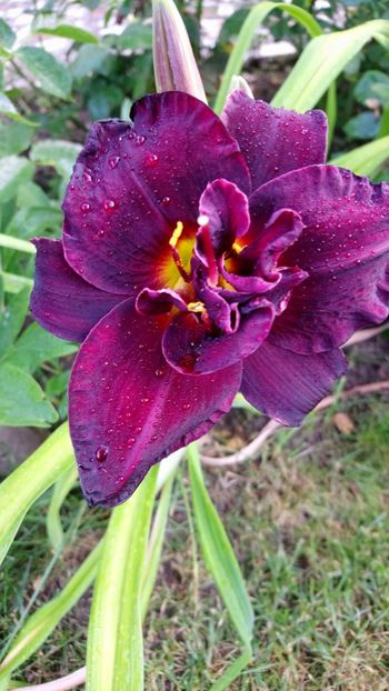  - Hemerocallis