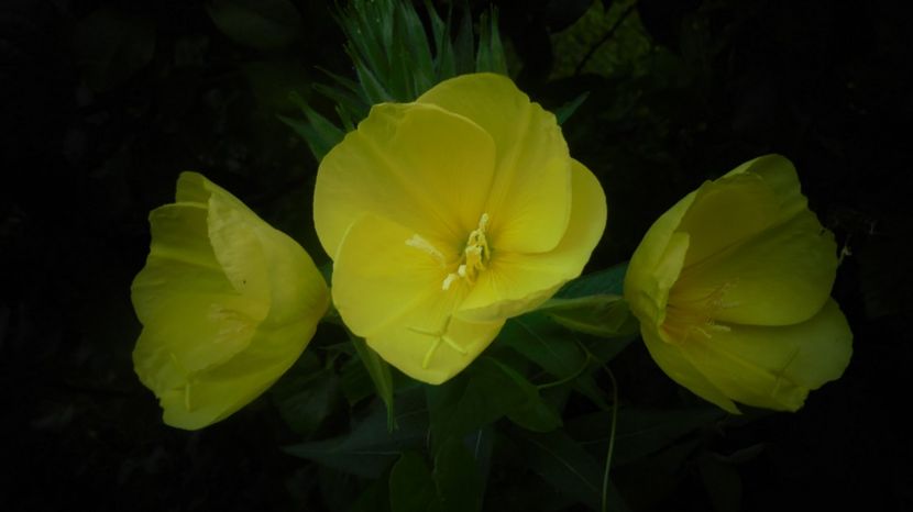 Oenothera - Stelute