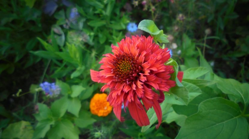 Echinacea 'Hot Papaya" - Stelute