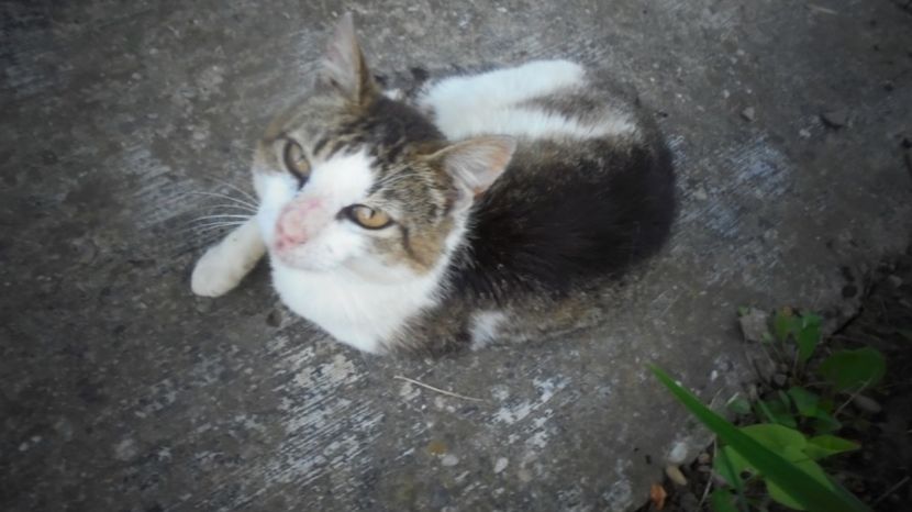 "Prietenul" lui Bobita... - Stelute