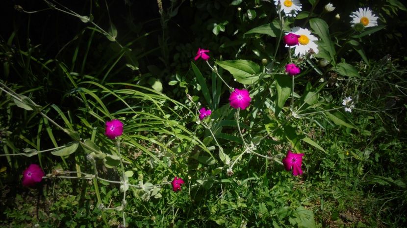 Lychnis coronaria - Stelute