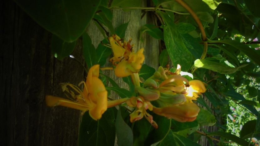 Lonicera tellmanniana - Stelute
