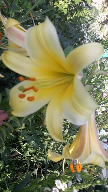 received_342698373068581 - Crini