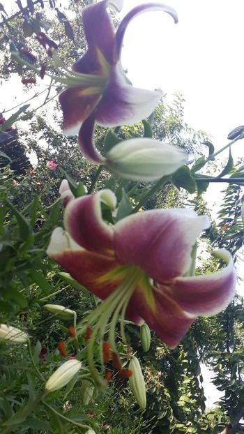 received_481080035987076 - Crini