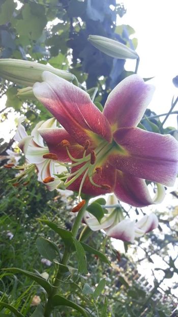 received_2681751771854766 - Crini