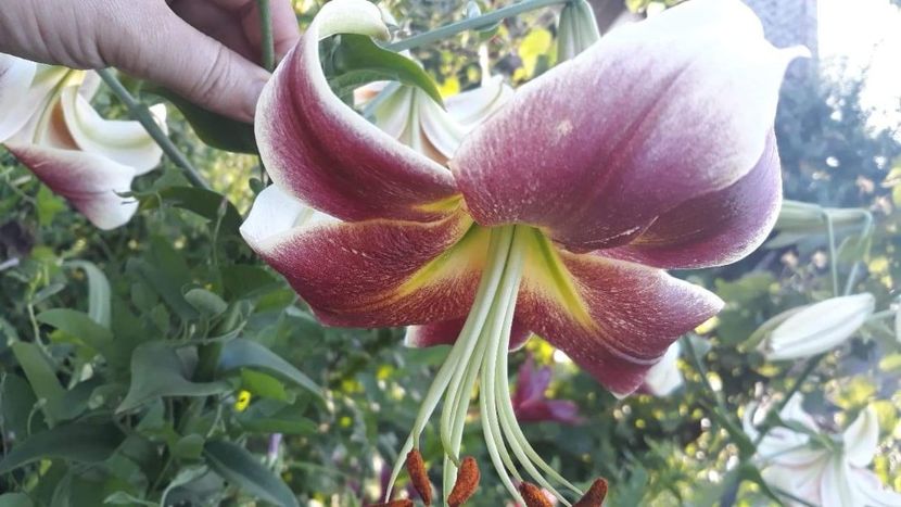 received_417915532139297 - Crini