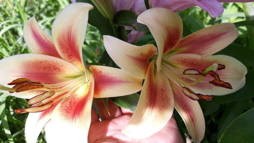 received_2392360020787340 - Crini