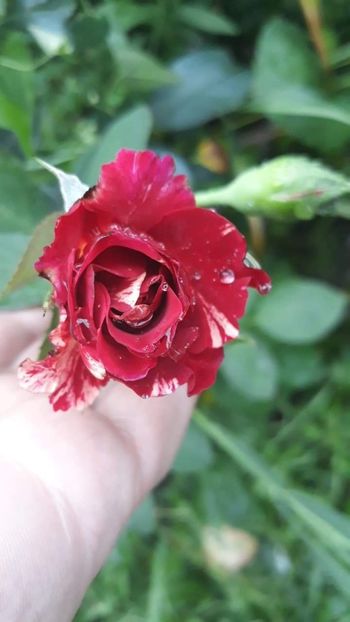 received_1051586438380646 - trandafiri