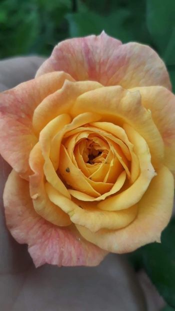 received_328934681362080 - trandafiri