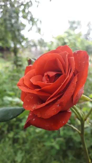 received_693913147697678 - trandafiri