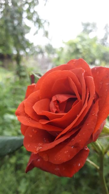 received_1681315952012932 - trandafiri