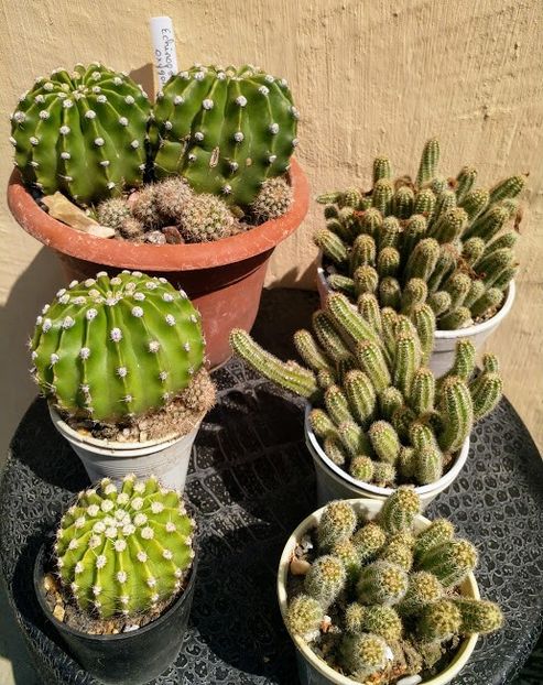 Echinopsis oxigona 22, 12 , 6lei  Chamaecereus silvestrii 20, 12, 8lei - Cactusi de vanzare