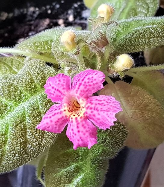  - Episcia