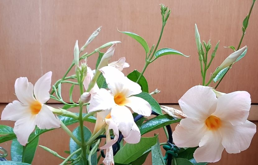  - x Alte plante cu flori