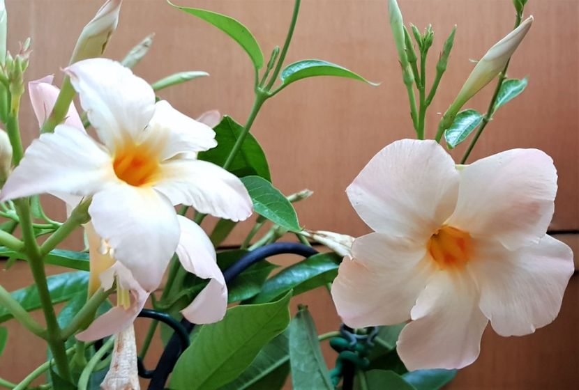  - x Alte plante cu flori