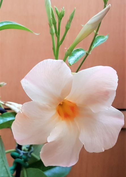  - x Alte plante cu flori