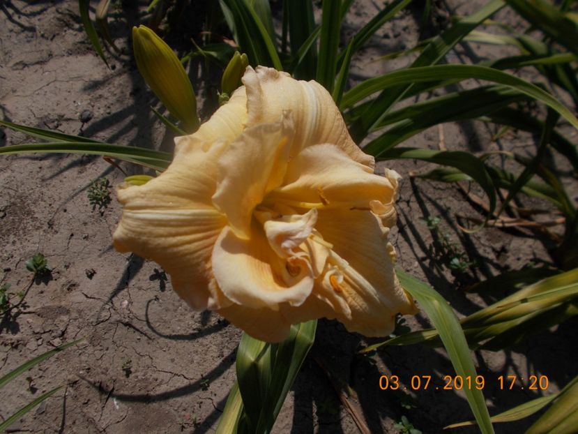 S-r2,10-schnickel fritz - HEMEROCALLISI-2019