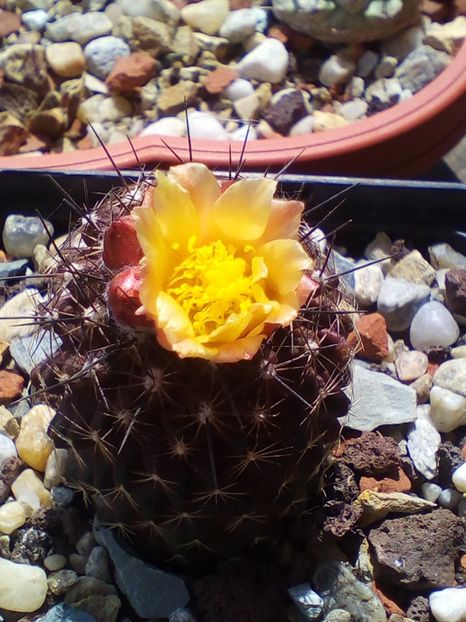  - cactusi 2019