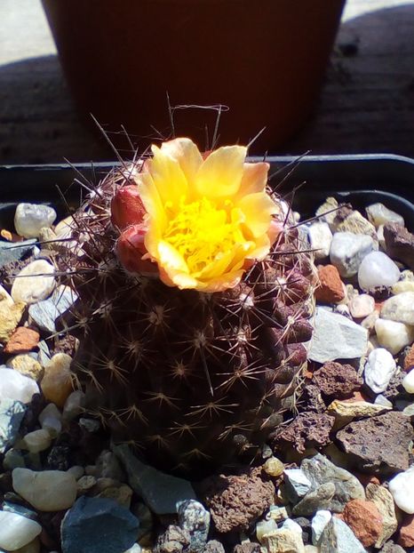  - cactusi 2019