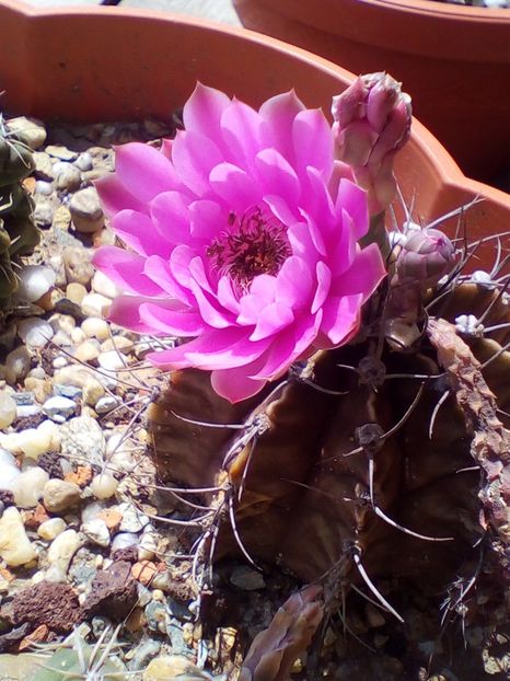  - cactusi 2019