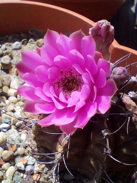 - cactusi 2019