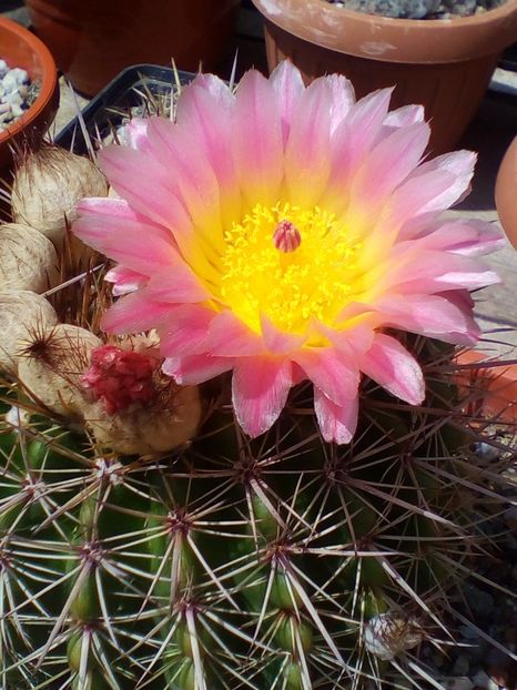  - cactusi 2019