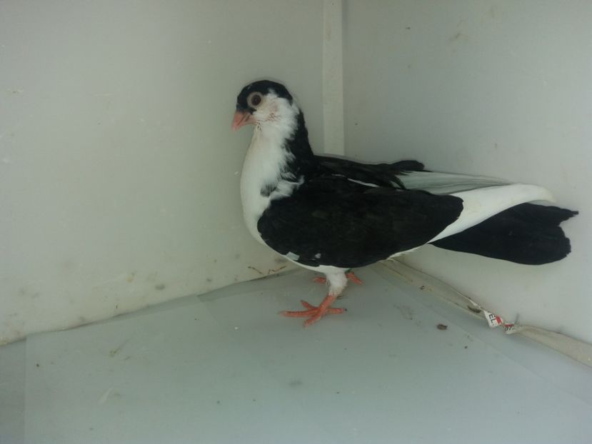 6941  mascul  2019 - Plecați ALBUM 2