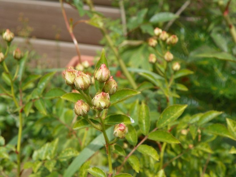 seedling - Trandafiri 2019 3