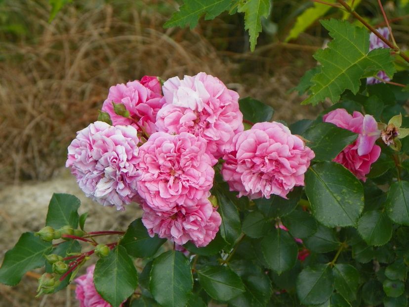 Les quatre saisons - Trandafiri 2019 3