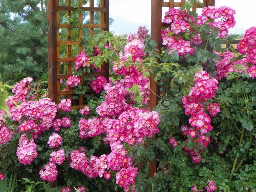 American Pillar - Trandafiri 2019 3