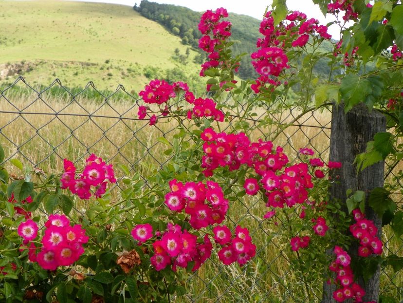 Hiawatha - Trandafiri 2019 3