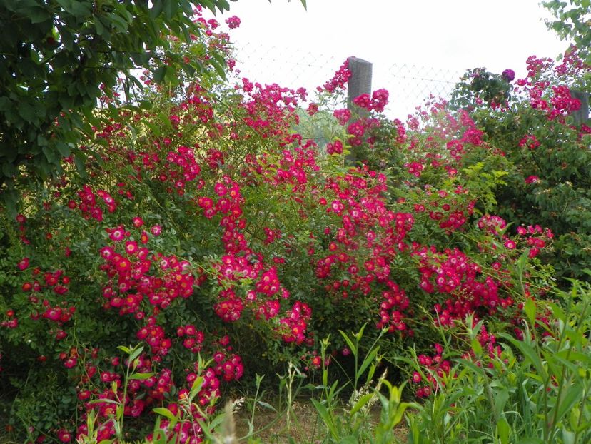 Hiawatha - Trandafiri 2019 3