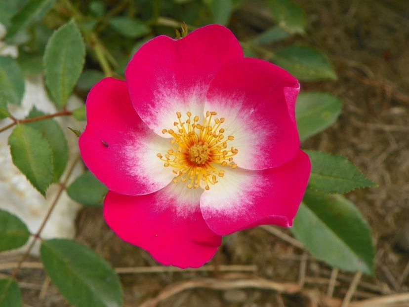 Bukavu - Trandafiri 2019 3